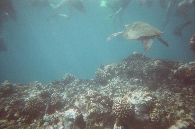 Sea turtle