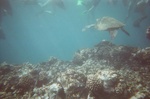 Sea turtle