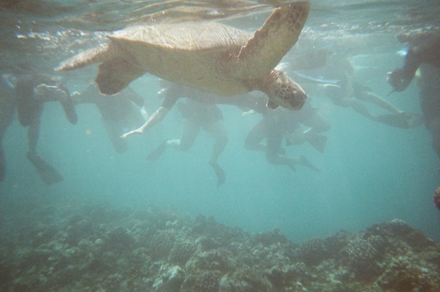 Tourists. And a turtle.