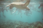 Tourists. And a turtle.