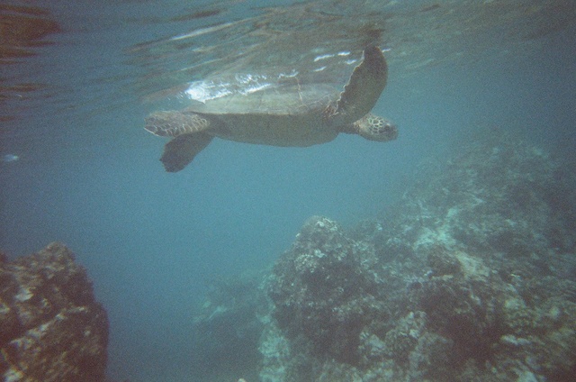 These turtles come up for air every 20-30 minutes or so.
