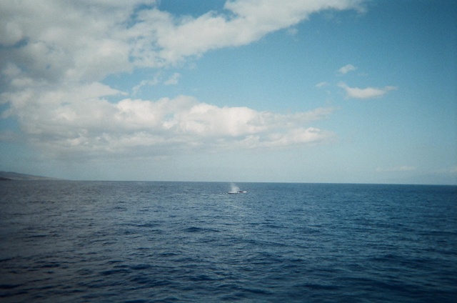Humpback whale