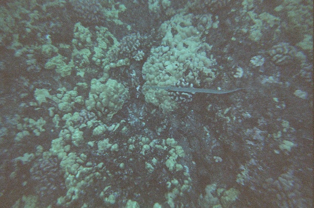 Thin fish