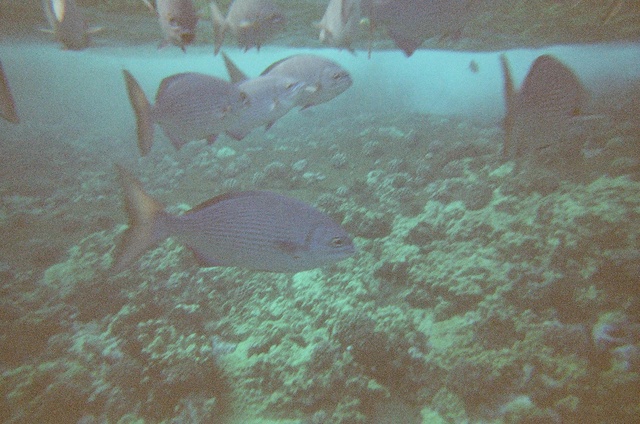 School of reef fish