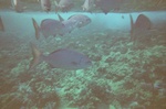 School of reef fish