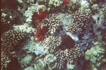 Coral, urchins, and such