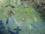 Fish at aquarium