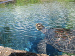 I like turtles