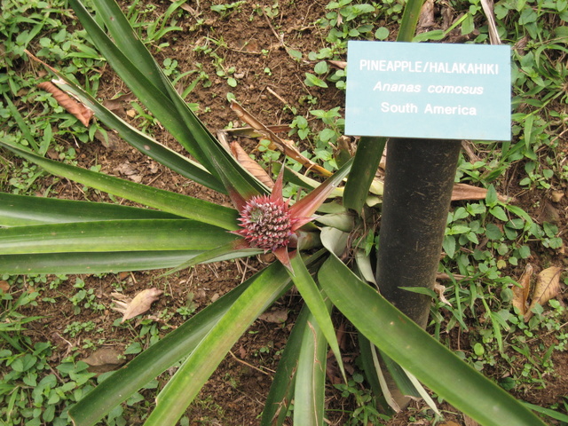 Baby pineapple plant