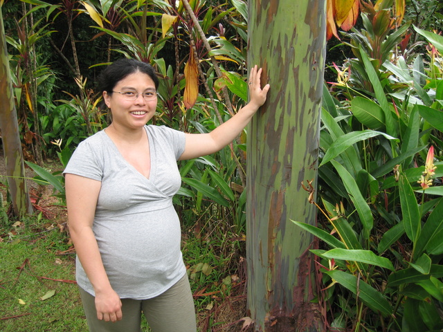 Eucalyptus tree