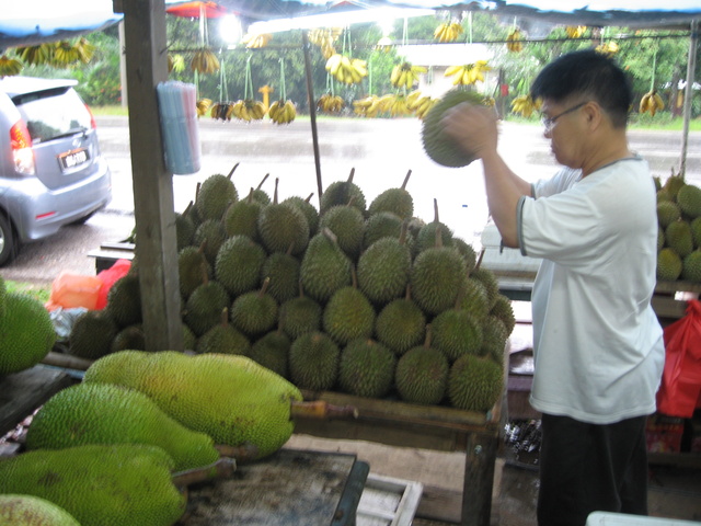 Shaking a durian to check if the fruit is soft is apparently a standard technique. The trick is to hold it without getting impaled.