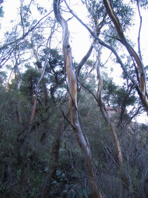 Australia_Apr_1_2006_104.jpg