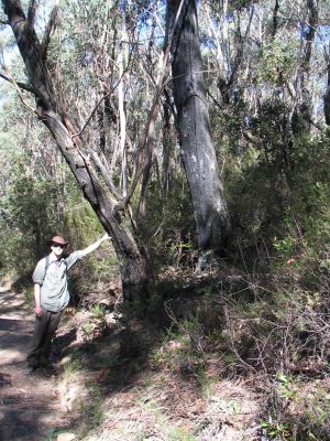 Australia_Apr_1_2006_175.jpg