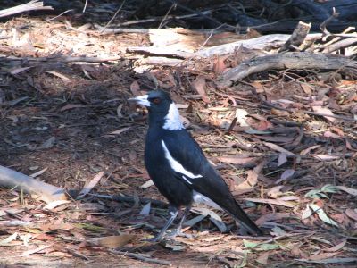 Australia_Apr_1_2006_178.jpg