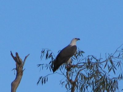 Australia_Apr_2006_095.jpg