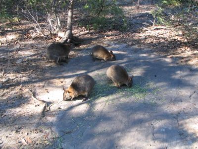 Australia_Apr_J_2006_017.jpg