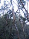 Australia_Apr_1_2006_104.jpg