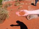 Australia_Apr_1_2006_219.jpg