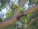 Australia_Apr_1_2006_288.jpg