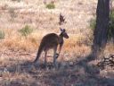 Australia_Apr_1_2006_295.jpg