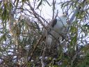 Australia_Apr_2006_093.jpg