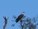 Australia_Apr_2006_095.jpg