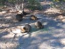 Australia_Apr_J_2006_017.jpg