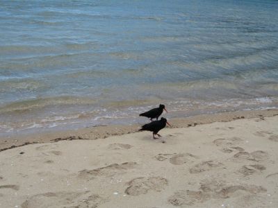 IMG_0233.jpg