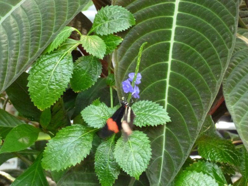 P1010920.JPG